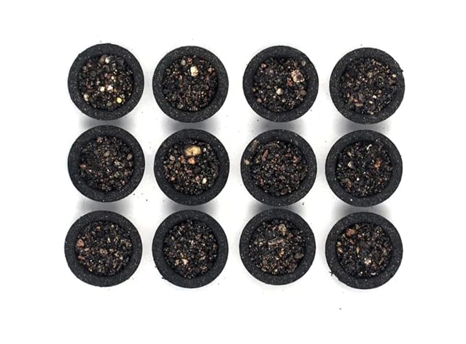 Loban Premium Dhoop Cups (Pack Of 12)